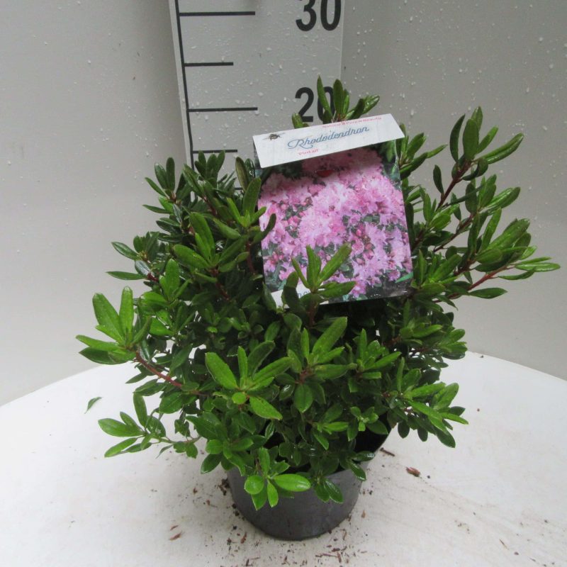 Rhododendron 'Pintail' roze