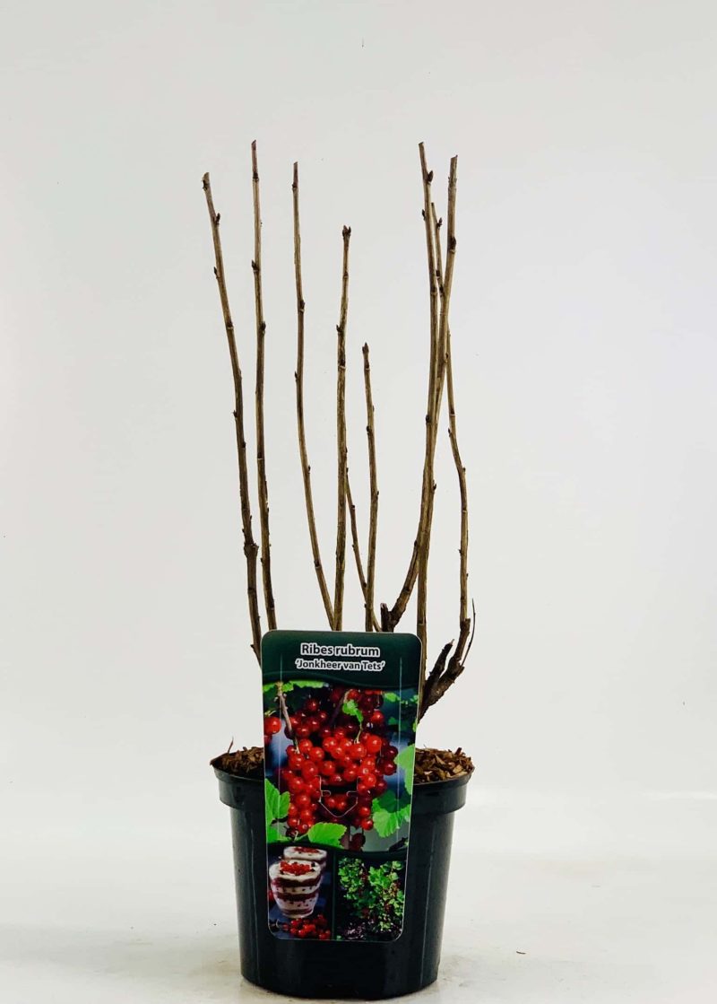 Ribes rubrum 'Rovada' - rode bes - Afbeelding 2