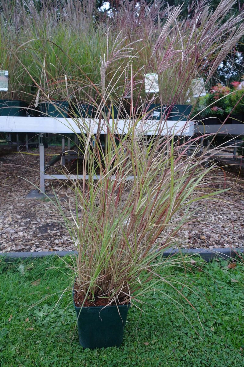 Miscanthus sinensis 'Ferner Osten'