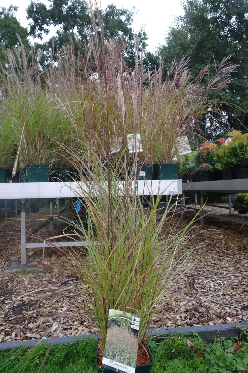 Miscanthus sinensis 'Yakushima Dwarf'