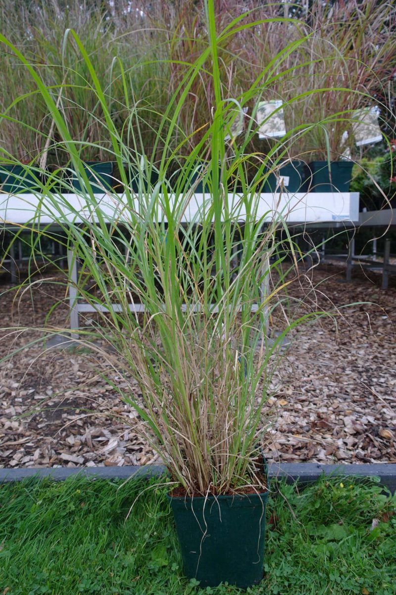 Miscanthus sinensis 'Krater'