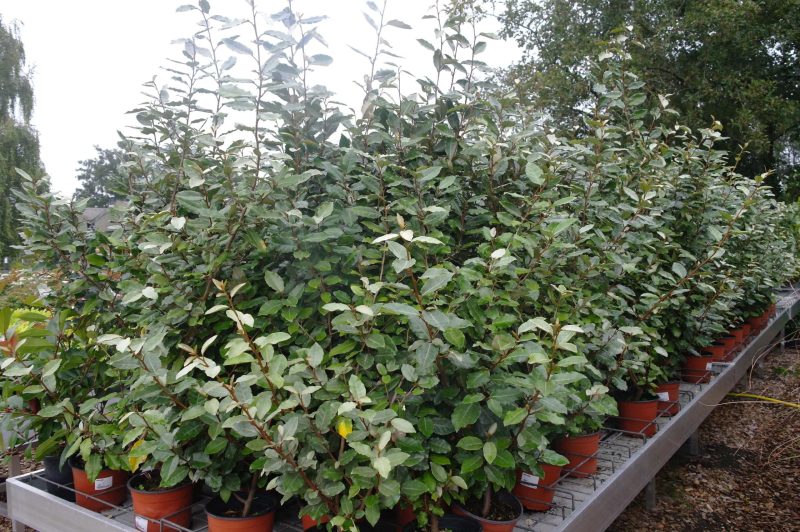 Elaeagnus Ebbingei compacta 60-80 bossig - Afbeelding 2
