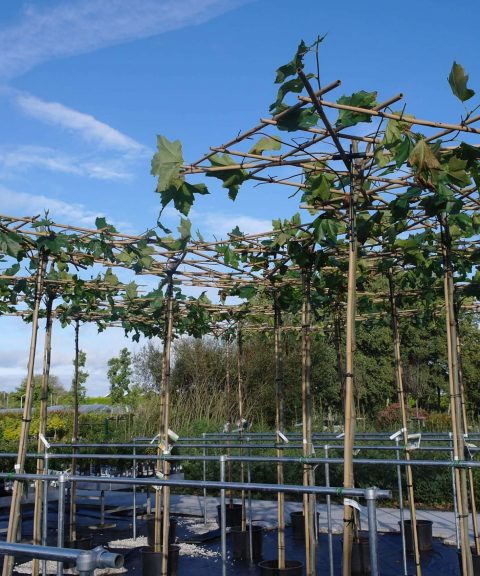 Platanus Hispanica - Dakplataan