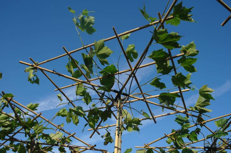 Platanus Hispanica - Dakplataan - Afbeelding 2