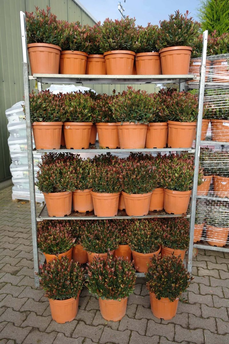 Photinia Fraseri 'Little Chico' - Afbeelding 2
