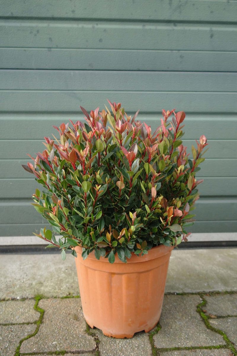 Photinia Fraseri 'Little Chico' - Afbeelding 3