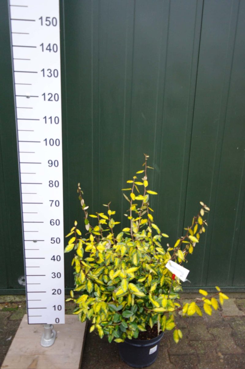 Elaeagnus Pungens 'Maculata'
