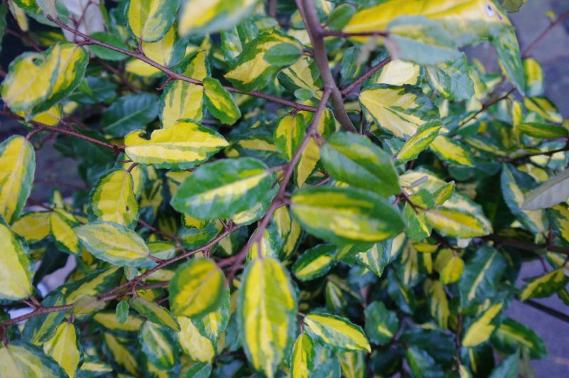 Elaeagnus Pungens 'Maculata' - Afbeelding 2