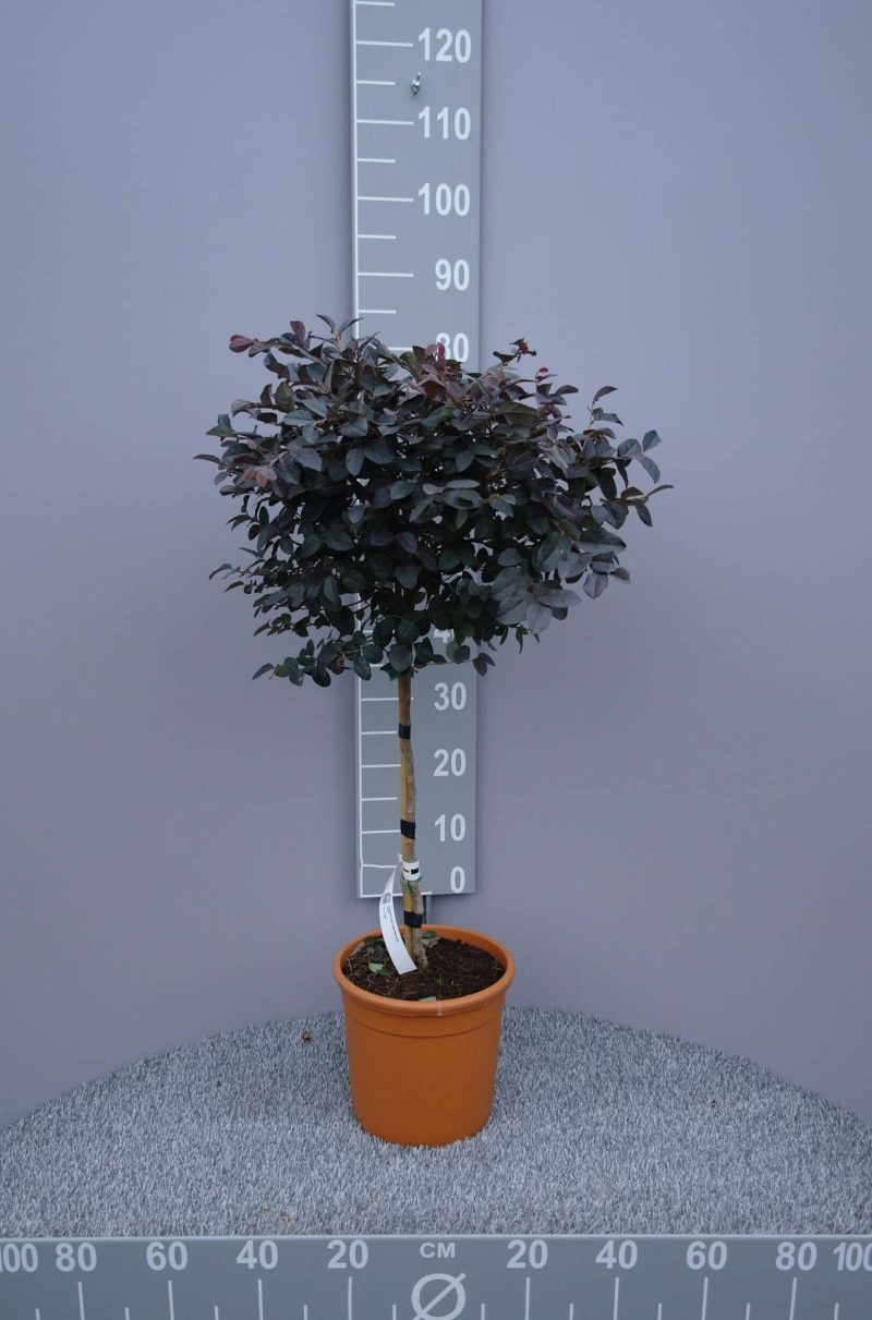 Loropetalum Chinense Ever Red