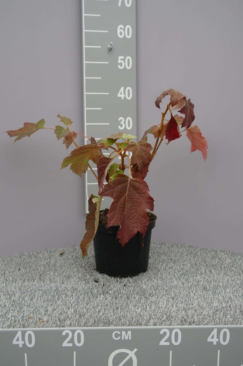 Hydrangea Quercifolia 'Harmony'