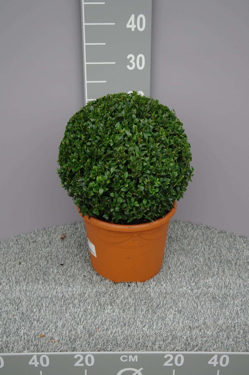 buxus bol