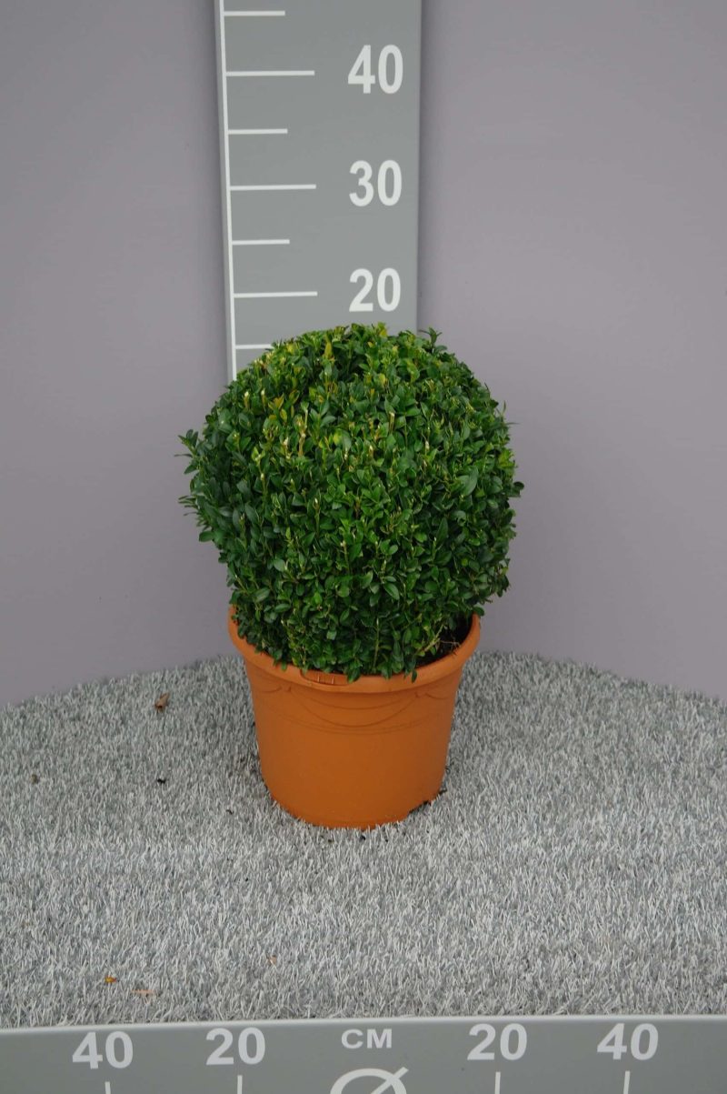 buxus bol