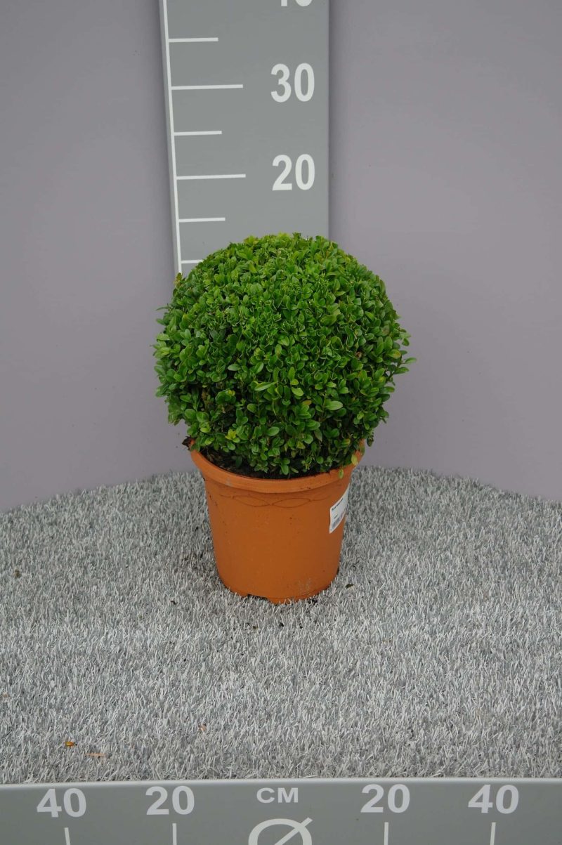 buxus bol