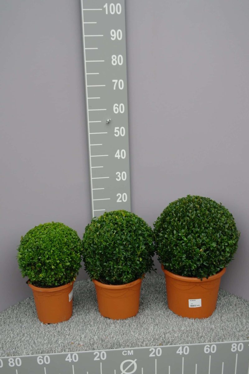 buxus bol - Afbeelding 2