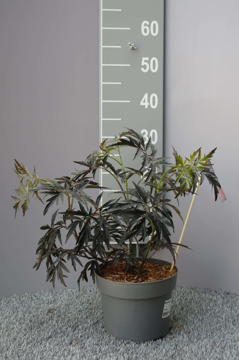 Sambucus Nigra 'Black Lace'