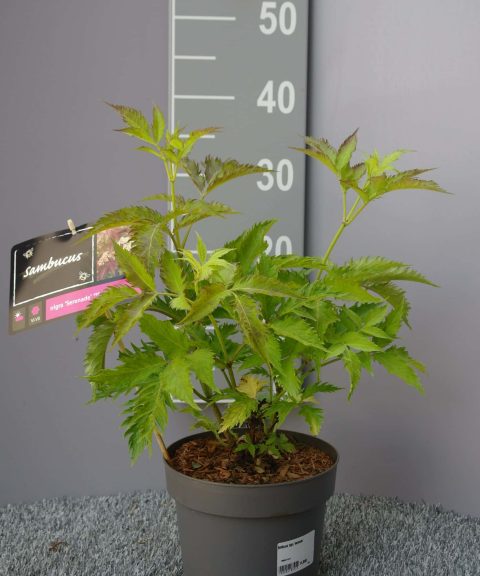 Sambucus Nigra 'Serenade'