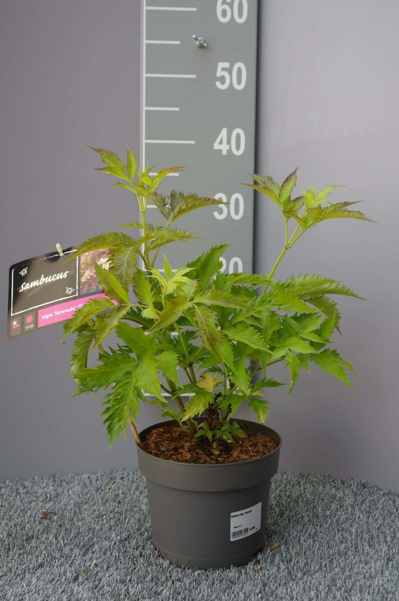 Sambucus Nigra 'Serenade'