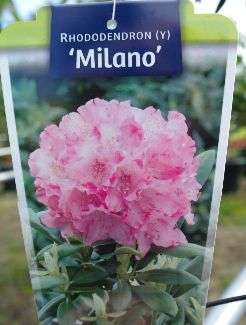 Rhododendron 'Milano' op stam - roze - Afbeelding 2