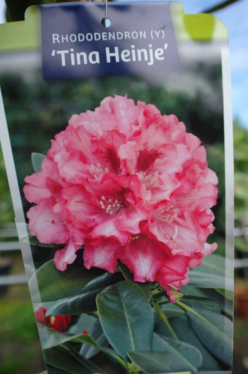 Rhododendron 'Tina Heinje' op stam - rozerood - Afbeelding 2