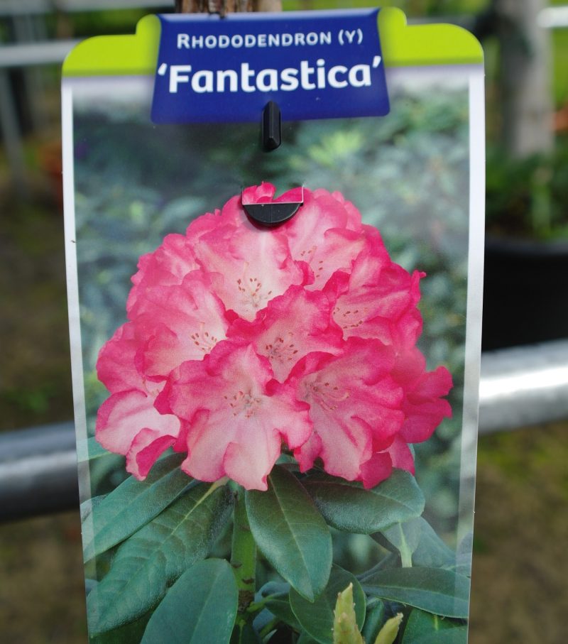 Rhododendron 'Fantastica' op stam - roze - Afbeelding 2