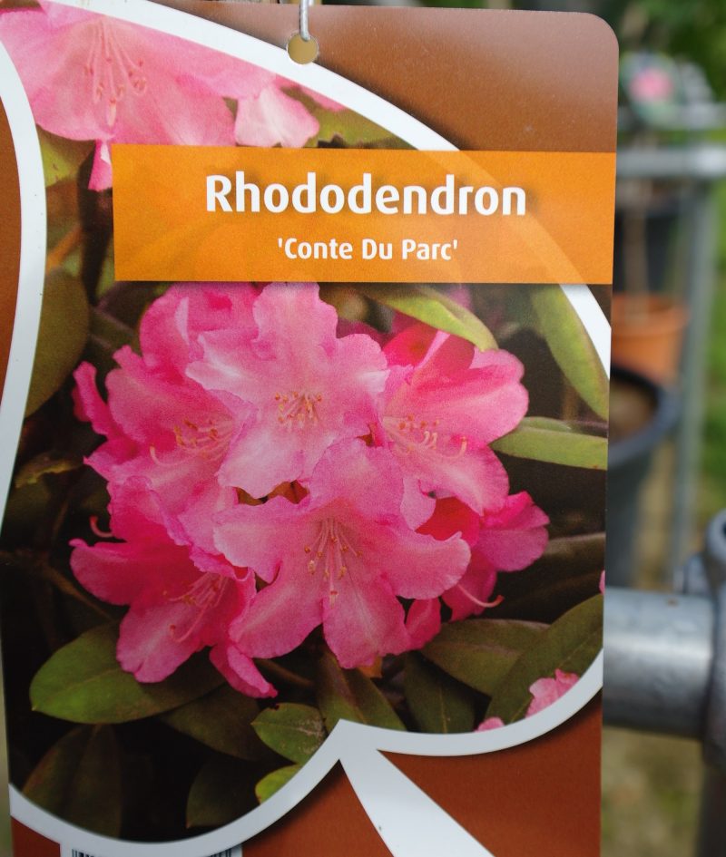 Rhododendron 'Conte Du Parc' op stam - roze - Afbeelding 2