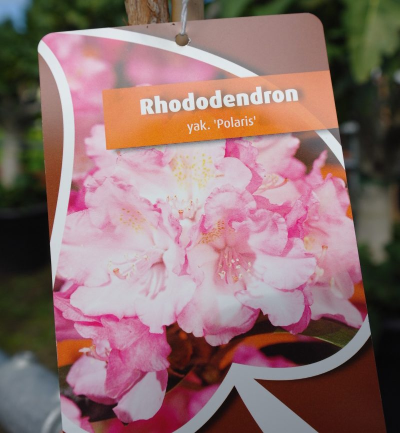 Rhododendron 'Polaris' op stam - lichtroze - Afbeelding 2