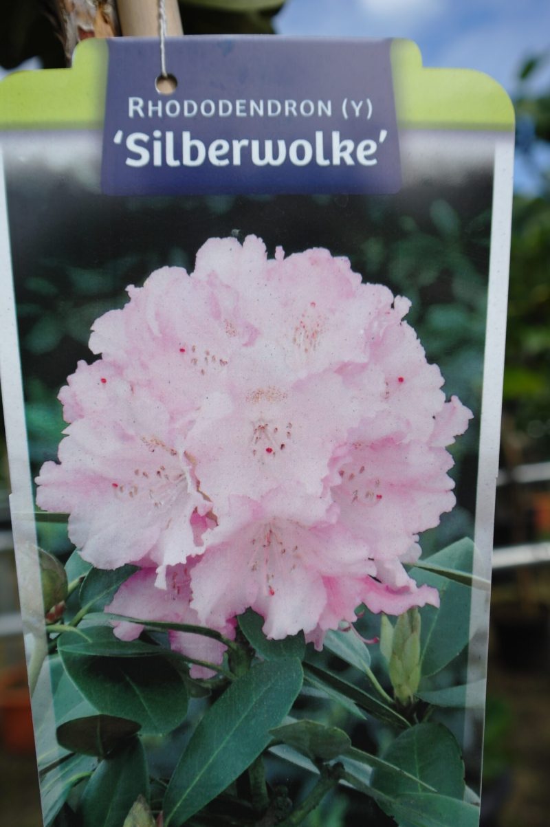 Rhododendron 'Silberwolke' op stam - rozewit - Afbeelding 2