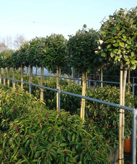 Elaeagnus Ebbingei compacta op stam 140-150 cm