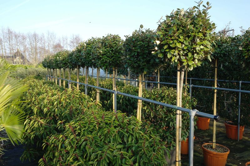 Elaeagnus Ebbingei compacta op stam 140-150 cm