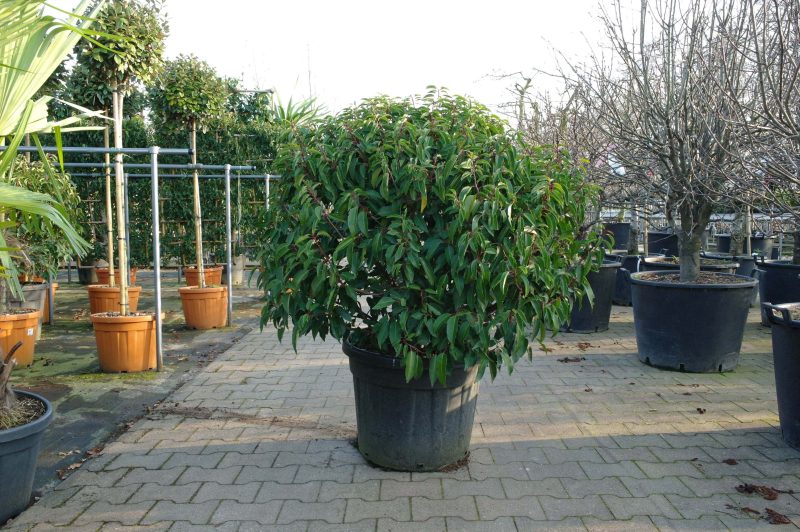 Prunus Lusitanica bol 80-100cm