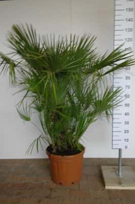 We hebben verschillende soorten dwergpalmen in ons aanbod. Zowel in pot als in schaal verkrijgbaar. Voor iedere tuin kun je bij ons een dwergpalm kopen.