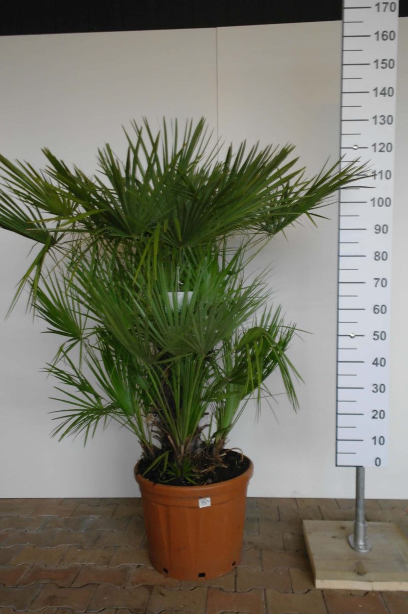 Palmboom Chamaerops Humilis 100-120cm