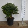 Palmboom Chamaerops Humilis compacta 60-80 cm