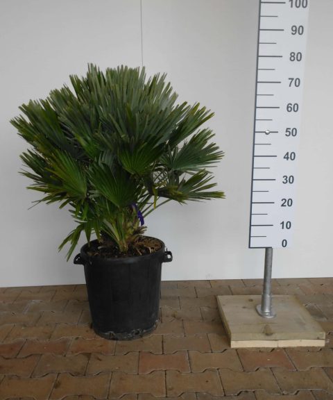Chamaerops Humilis Compacta