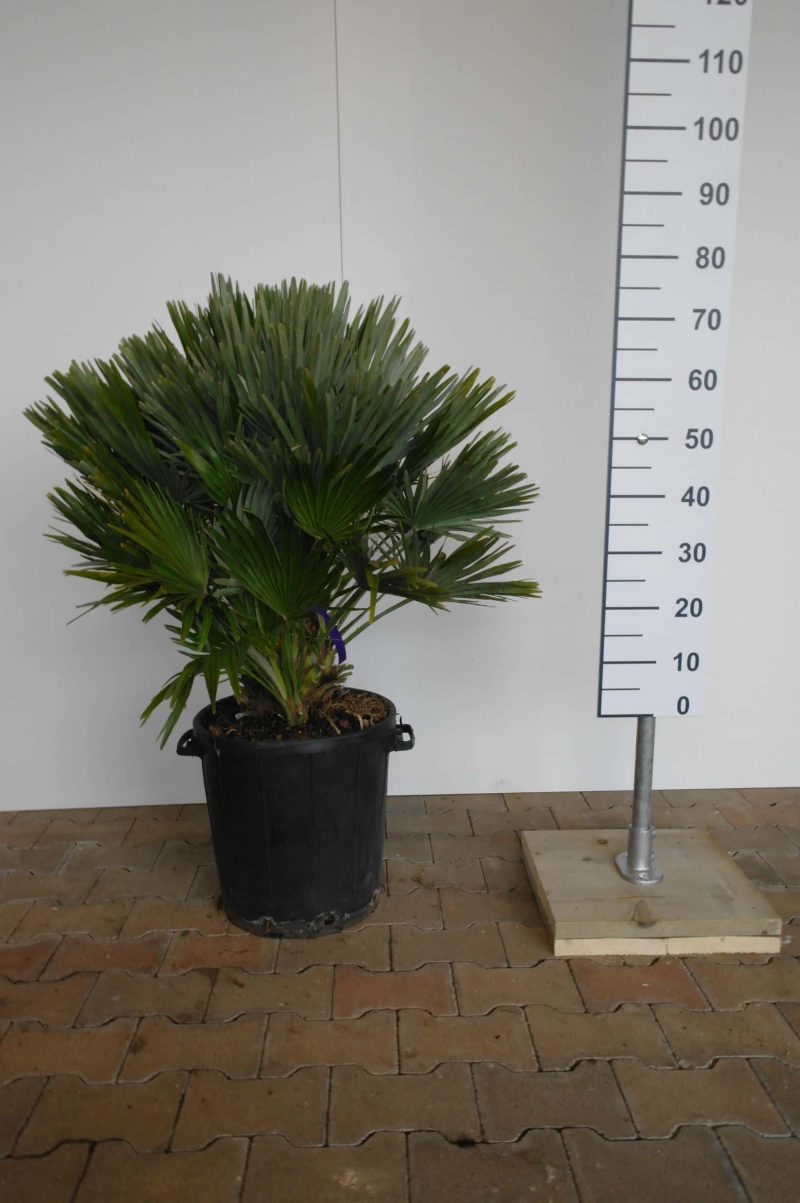 Palmboom Chamaerops Humilis compacta 60-80 cm
