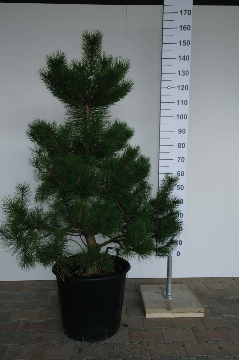 Pinus Nigra Nigra - Zwarte Den