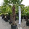 Grote Trachycarpus Fortunei (Chinese Waaierpalm). Palmboom met stamhoogte 160-170 cm.