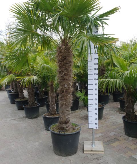 Grote Trachycarpus Fortunei (Chinese Waaierpalm). Palmboom met stamhoogte 160-170 cm.