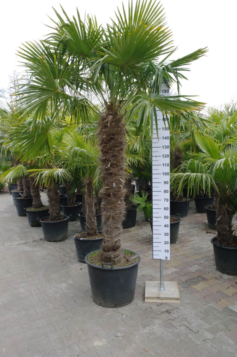 Grote Trachycarpus Fortunei (Chinese Waaierpalm). Palmboom met stamhoogte 160-170 cm.