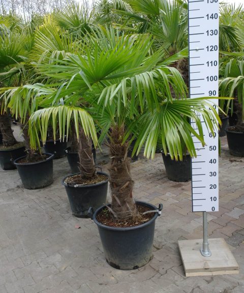 Trachycarpus Fortunei