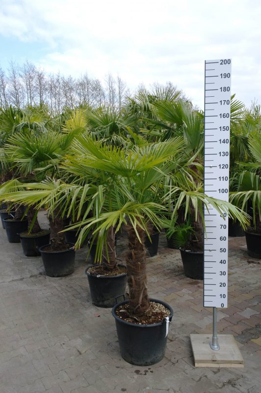 Palmboom Trachycarpus Fortunei 70-80 cm