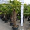 Winterharde Trachycarpus Fortunei (Chinese Waaierpalm) 120-130 cm stamhoogte.