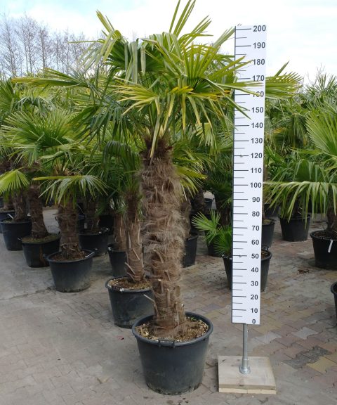 Winterharde Trachycarpus Fortunei (Chinese Waaierpalm) 120-130 cm stamhoogte.
