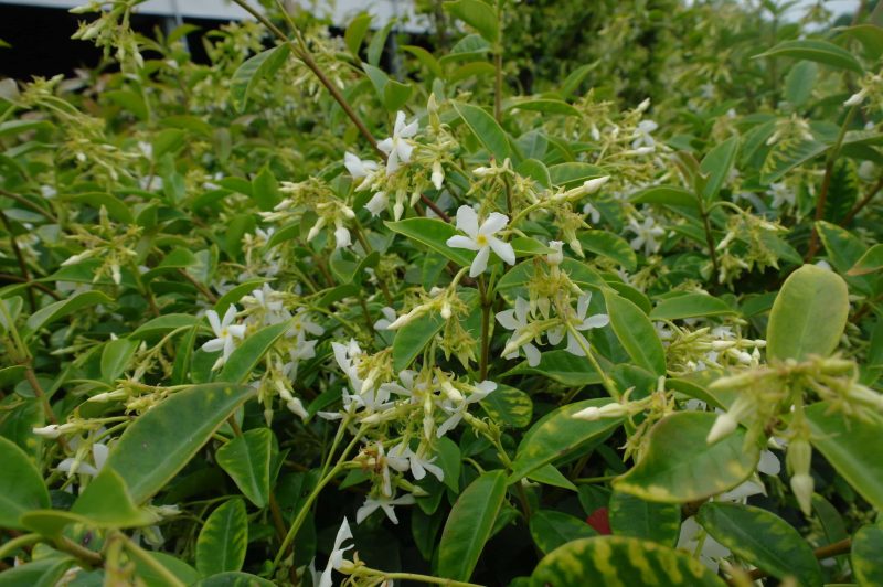 Trachelospermum Jasminoides 'Pink showers' bamboe piramide - Afbeelding 2