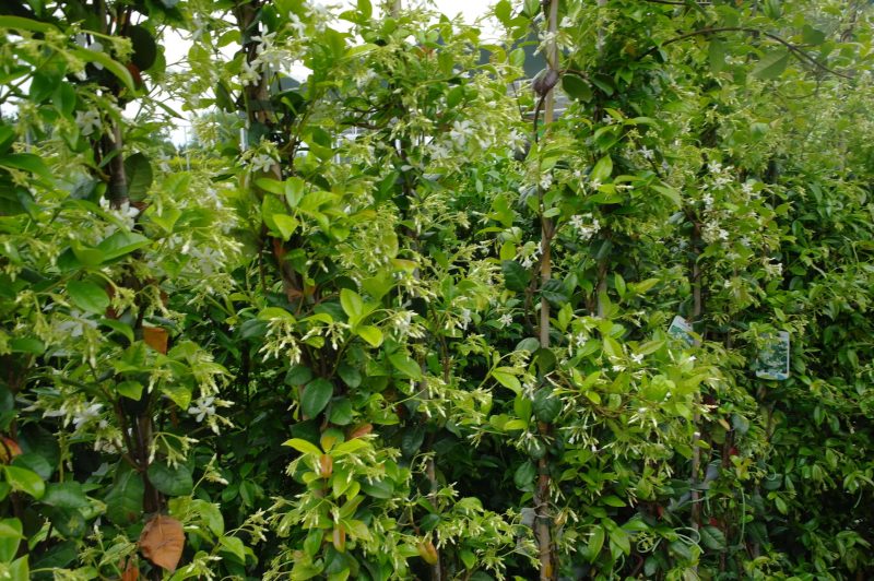 Trachelospermum Jasminoides 'Pink showers' bamboe piramide - Afbeelding 3