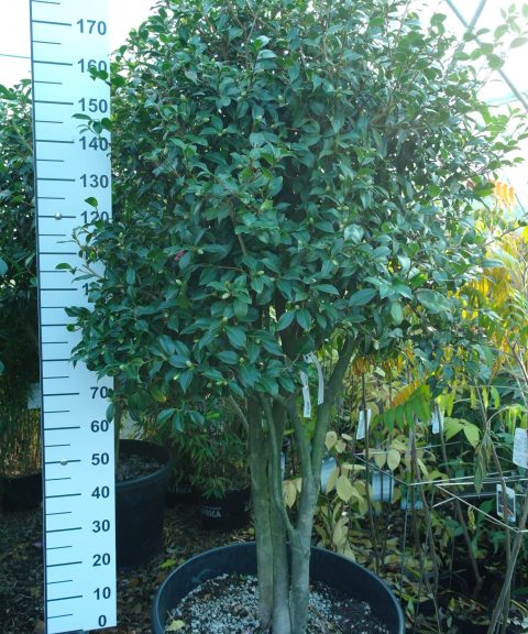 Camellia x Williamsii