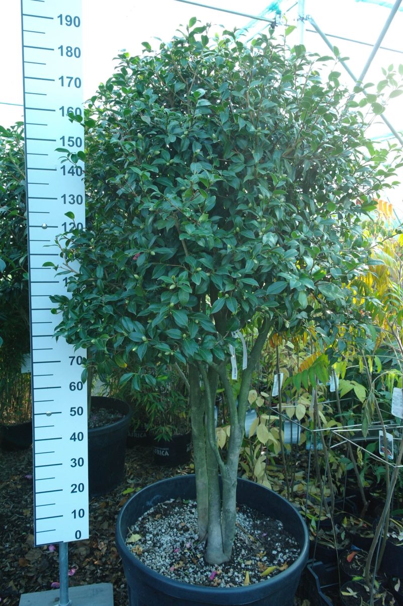 Camellia x Williamsii