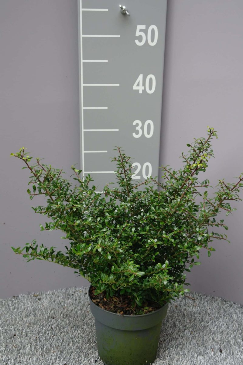 Ilex Crenata 'Stokes'