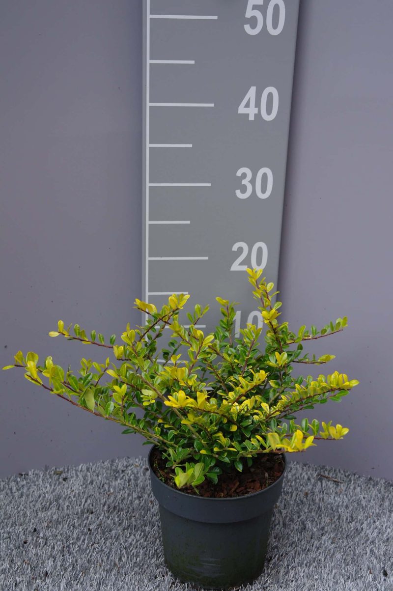 Ilex Crenata 'Golden Gem'