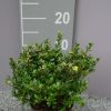 Ilex Crenata ‘Dark Green’